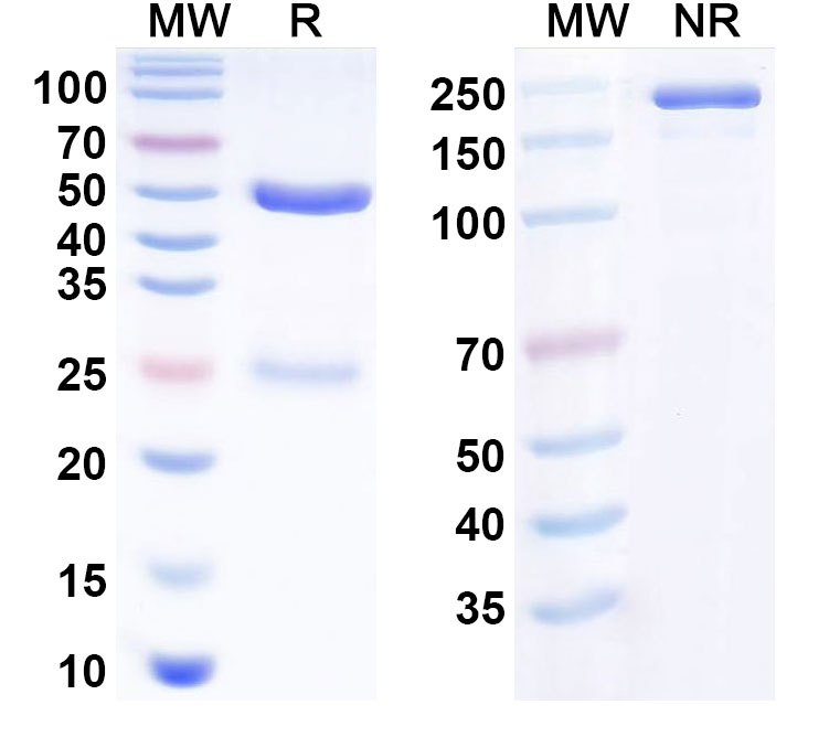 SDS-PAGE for Anti-Human CD126/IL6R/IL-6RA Monoclonal Antibody (APX007)