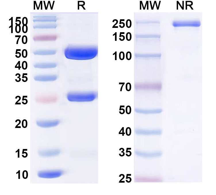 SDS-PAGE for Anti-Human CD13/ANPEP/APN (MT95-4)