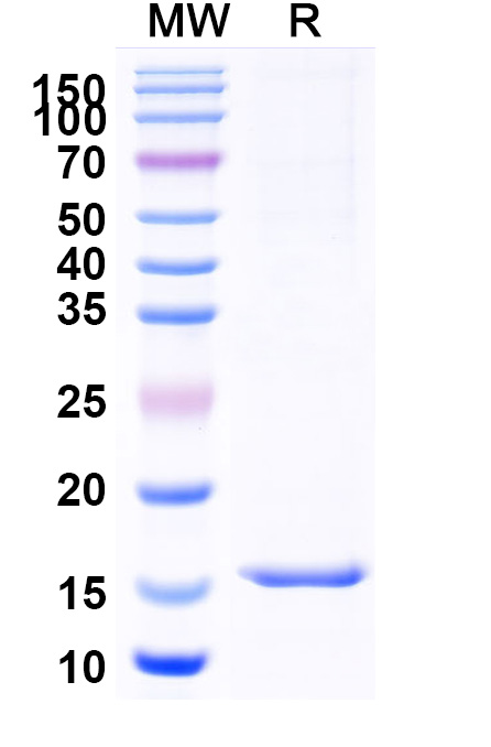 SDS-PAGE for Anti-Human CD13/ANPEP/APN VHH (SAA1324)
