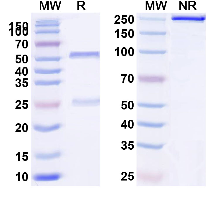 SDS-PAGE for Anti-Human CD132/IL2RG (REGN7257)