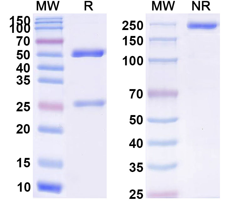 SDS-PAGE for Anti-Human CD134/TNFRSF4/OX40 Monoclonal Antibody (1A639)