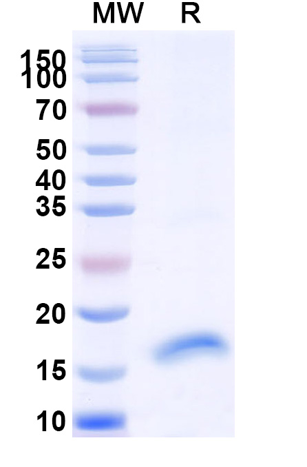 SDS-PAGE for Anti-Human CD135/FLT3 VHH (SAA1328)