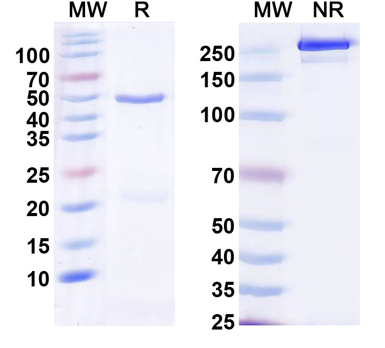 SDS-PAGE for Anti-Human CD138/SDC1 Antibody (587CT7.3.6.5)