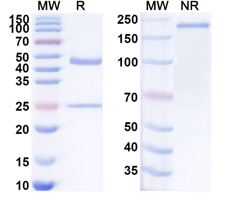 SDS-PAGE for Anti-Human CD144/CDH5/VE-cadherin Monoclonal Antibody (ABS2029)