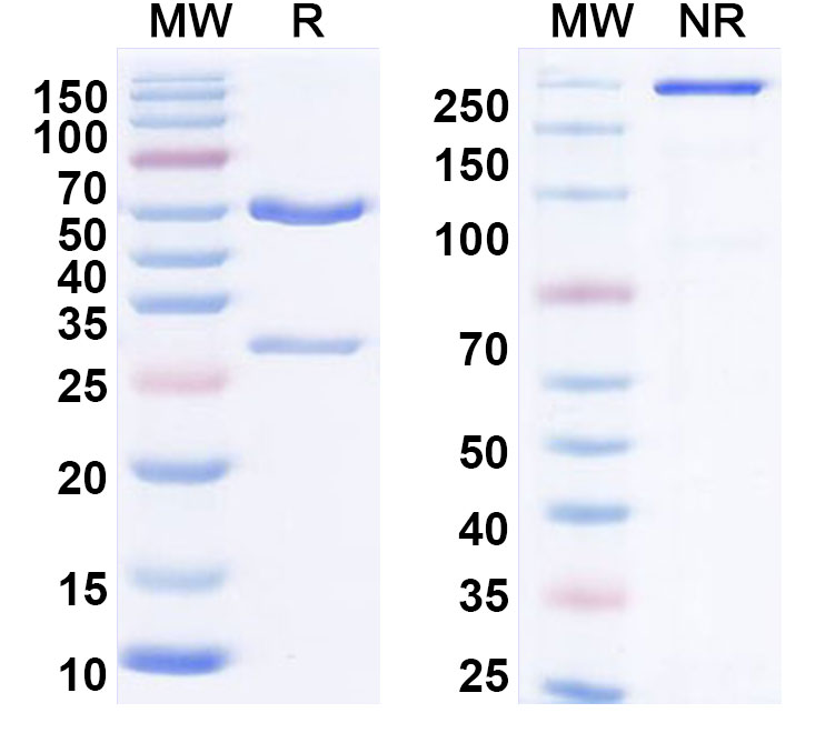 SDS-PAGE for Anti-Human CD15/SSEA-1/Lewis x Antibody (SAA1433)