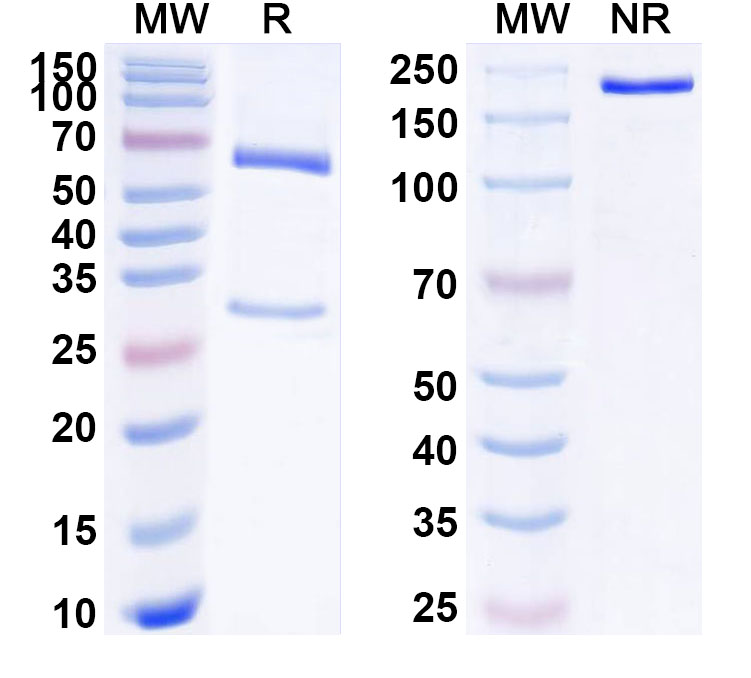 SDS-PAGE for Anti-Human CD153/TNFSF8/CD30L Monoclonal Antibody (ABS0123)