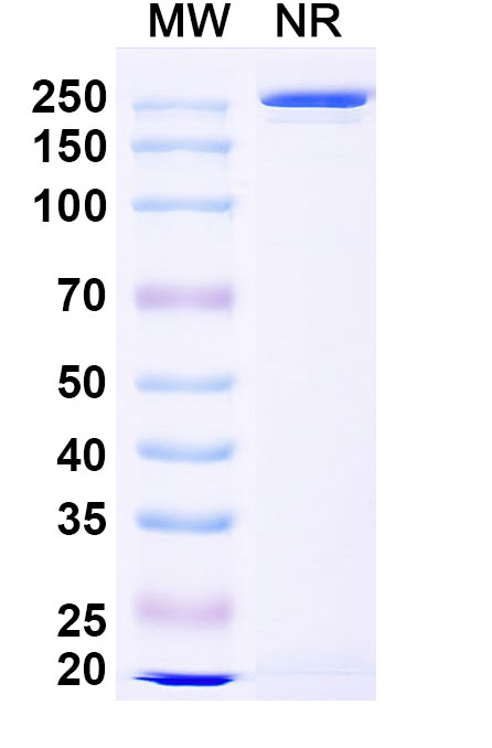 SDS-PAGE for Anti-Human CD156b/ADAM17 (MEDI3622)