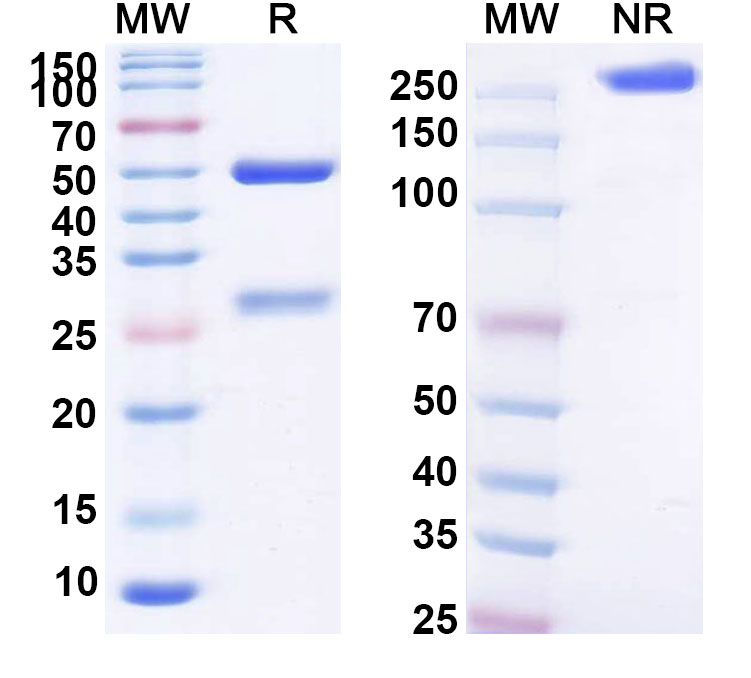 SDS-PAGE for Anti-Human CD157/BST1 (MEN1112)