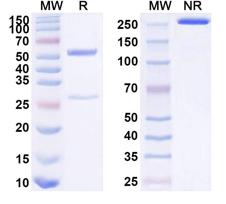 SDS-PAGE for Anti-Human CD158h/KIR2DS1 Monoclonal Antibody (ABS0573)