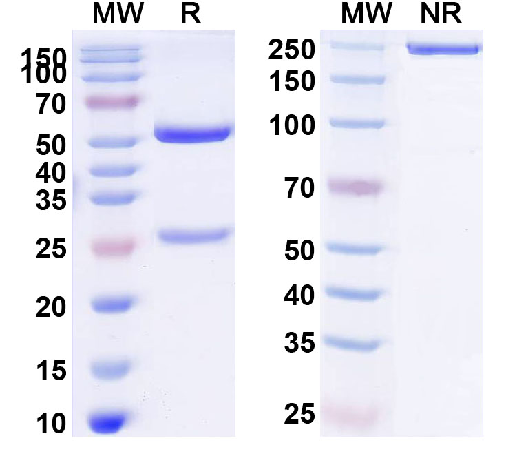 SDS-PAGE for Anti-Human CD16/FCGR3 Monoclonal Antibody (GMA-161)