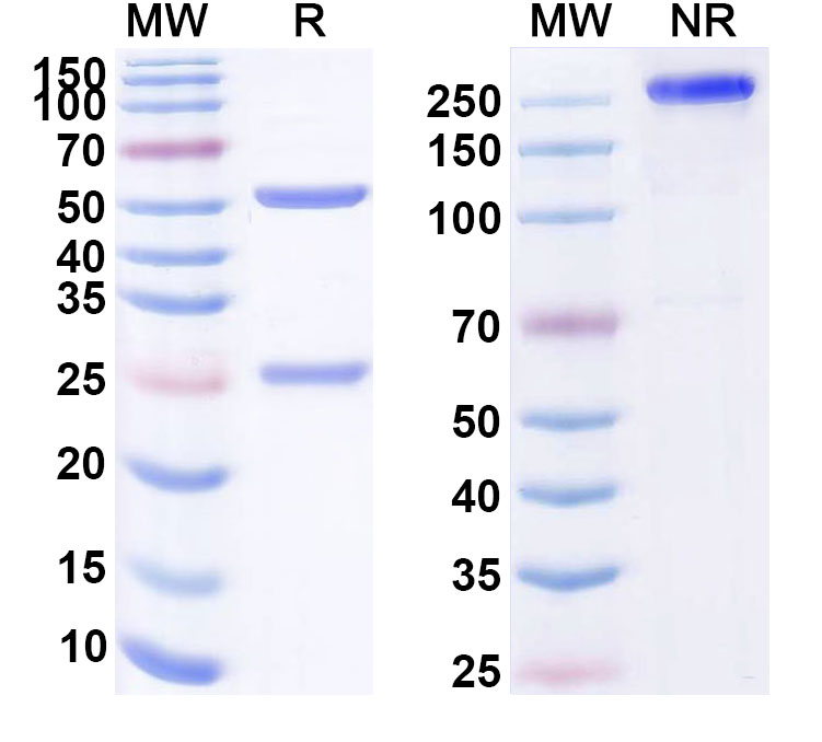 SDS-PAGE for Anti-Human CD160 (ELB021)