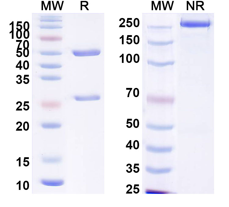 SDS-PAGE for Anti-Human CD162/SELPLG Antibody (SAA2392)
