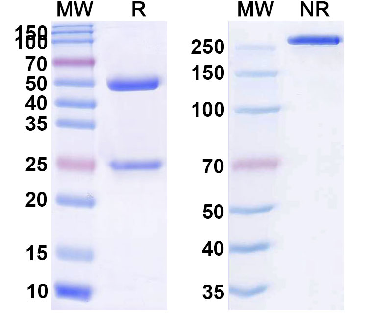 SDS-PAGE for Anti-Human CD166/ALCAM (AT002)