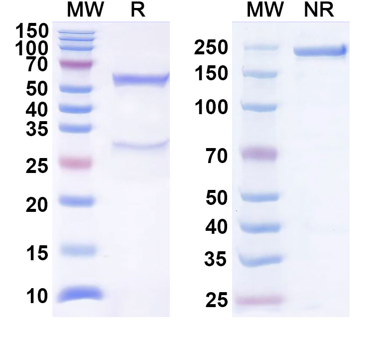 SDS-PAGE for Anti-Human CD16a/FCGR3A Antibody (NM3E2)
