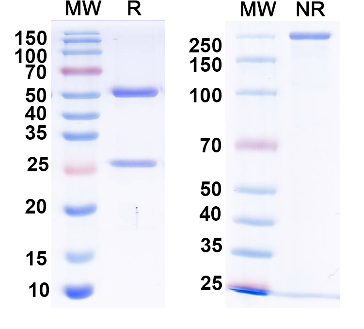 SDS-PAGE for Anti-Human CD16a/FCGR3A Antibody (SAA2437)