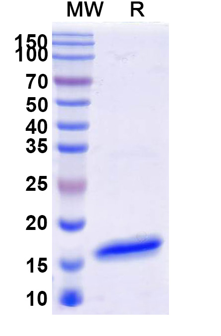SDS-PAGE for Anti-Human CD16b/FCGR3B VHH (SAA1310)