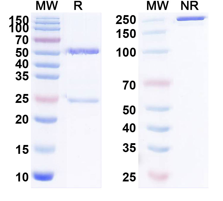 SDS-PAGE for Anti-Human CD171/L1CAM (JCAR023)