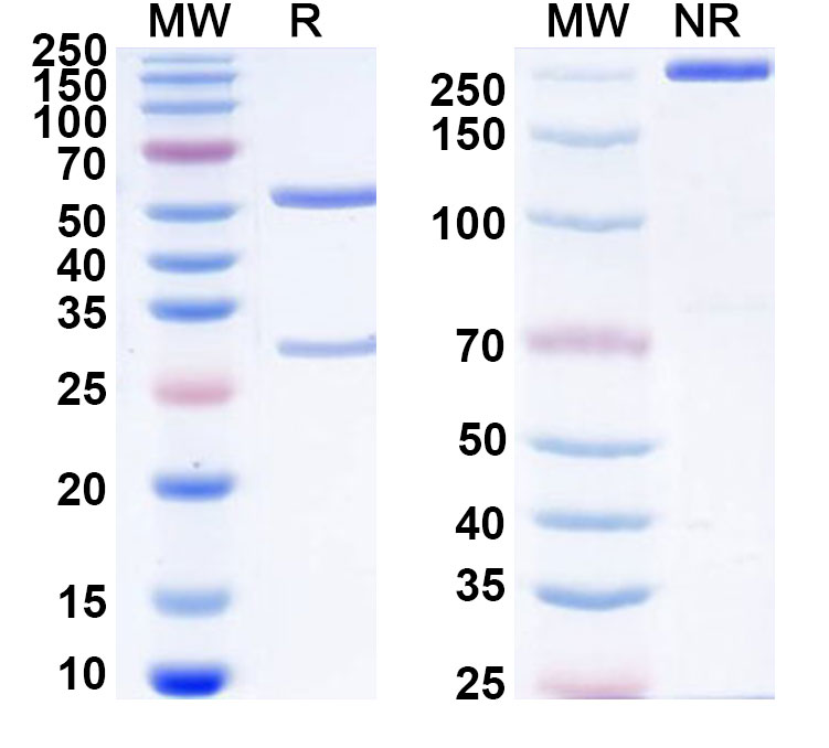 SDS-PAGE for Anti-Human CD172g/SIRPG Antibody (SAA0333)