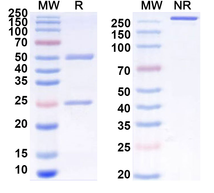 SDS-PAGE for Anti-Human CD175/TNC Antibody (R6N)