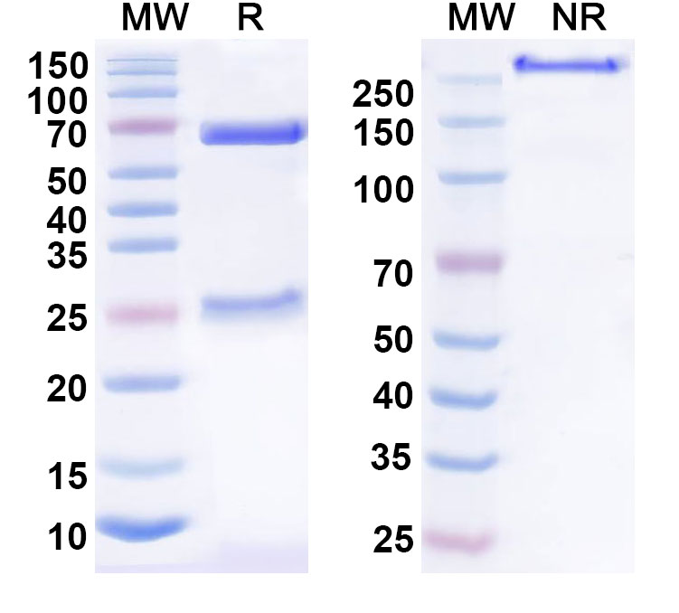 SDS-PAGE for Anti-Human CD183/CXCR3 Antibody (5H7)