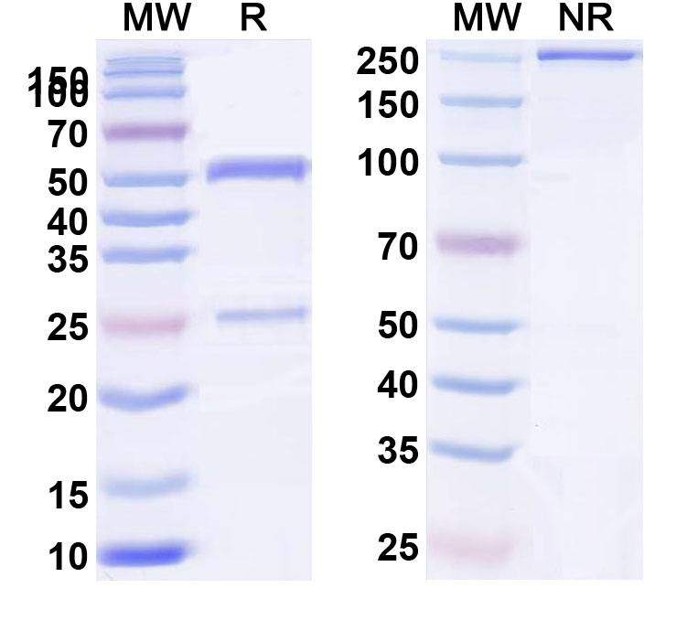 SDS-PAGE for Anti-Human CD185/CXCR5 (BAY-924)