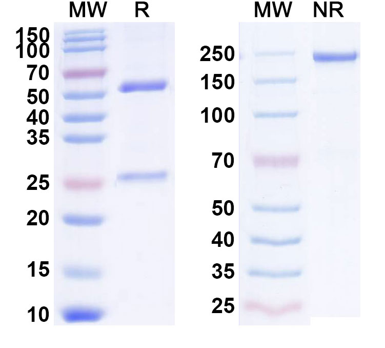 SDS-PAGE for Anti-Human CD185/CXCR5 (HFB100204)