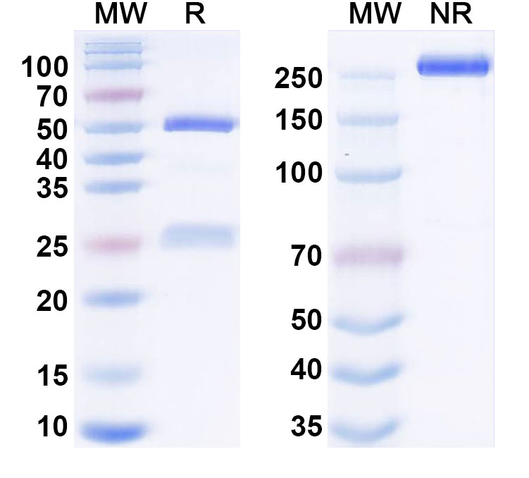 SDS-PAGE for Anti-Human CD185/CXCR5 Monoclonal Antibody (HFB-100204)