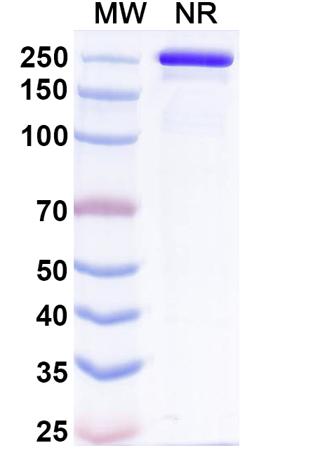 SDS-PAGE for Anti-Human CD19 Antibody (FMC63)