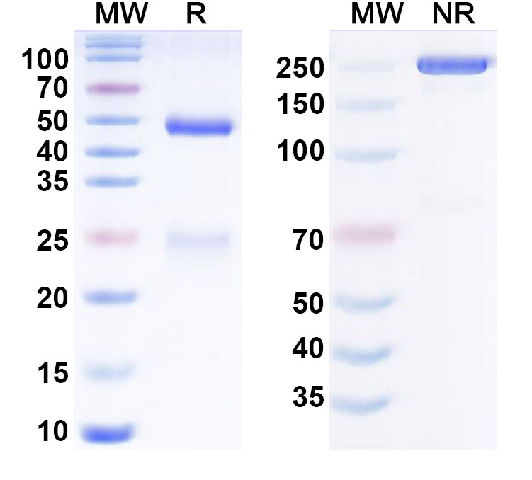 SDS-PAGE for Anti-Human CD19 Monoclonal Antibody (Immunomedics hA19)