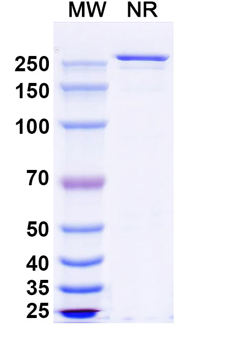 SDS-PAGE for Anti-Human CD197/CCR7 (CAP-100)