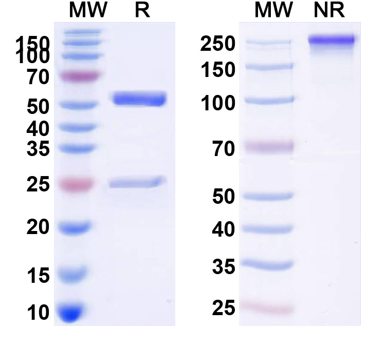 SDS-PAGE for Anti-Human CD1A Monoclonal Antibody (1A475)