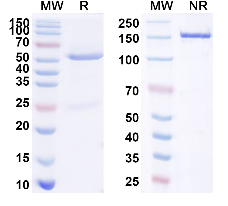 SDS-PAGE for Anti-Human CD20/MS4A1 Antibody (SAA1414)