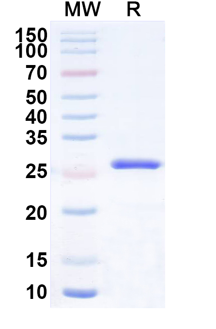 SDS-PAGE for Anti-Human CD20/MS4A1 Antibody (SAA2510)
