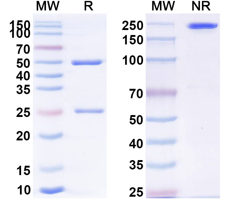 SDS-PAGE for Anti-Human CD226/DNAM-1 Monoclonal Antibody (lilly01)