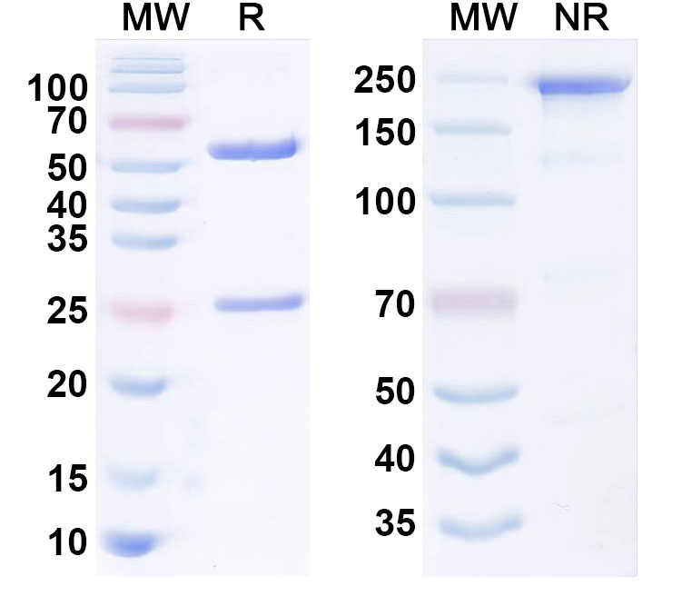 SDS-PAGE for Anti-Human CD228/MELTF Monoclonal Antibody (hL49HALC)