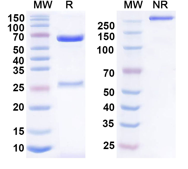 SDS-PAGE for Anti-Human CD235a/GYPA Antibody (NNA7)