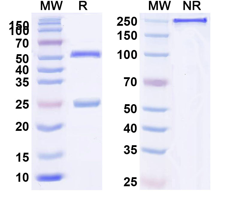 SDS-PAGE for Anti-Human CD24 (ATG 031)