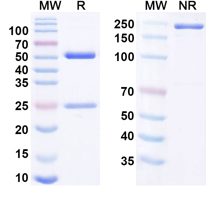 SDS-PAGE for Anti-Human CD240D/RHD Monoclonal Antibody (LFB Anti-RhD)