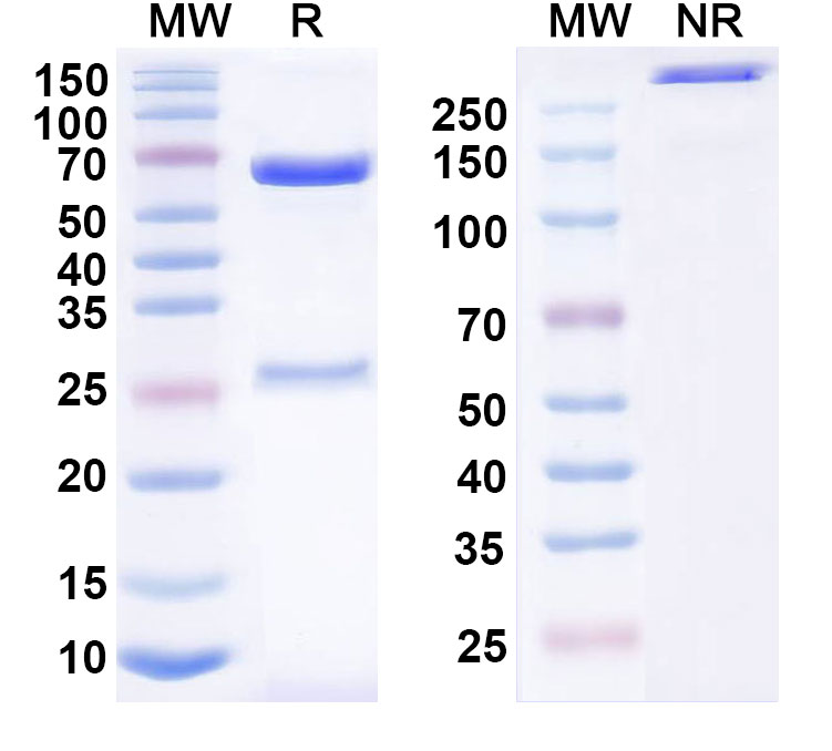 SDS-PAGE for Anti-Human CD243/ABCB1 Antibody (MRK16)