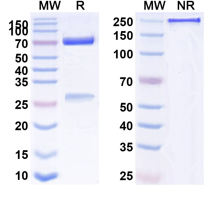 SDS-PAGE for Anti-Human CD25/IL2RA Monoclonal Antibody (1A683)