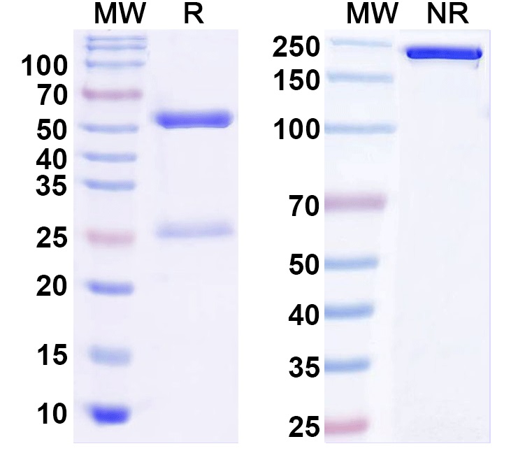 SDS-PAGE for Anti-Human CD26/DPP4 Antibody (BT 5/9)