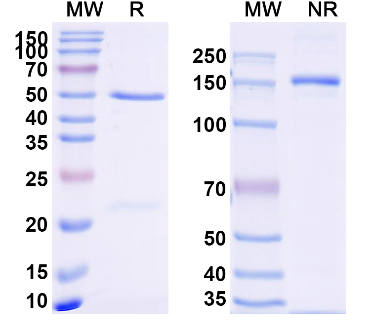 SDS-PAGE for Anti-Human CD274/PD-L1/B7-H1 Antibody (22C3)