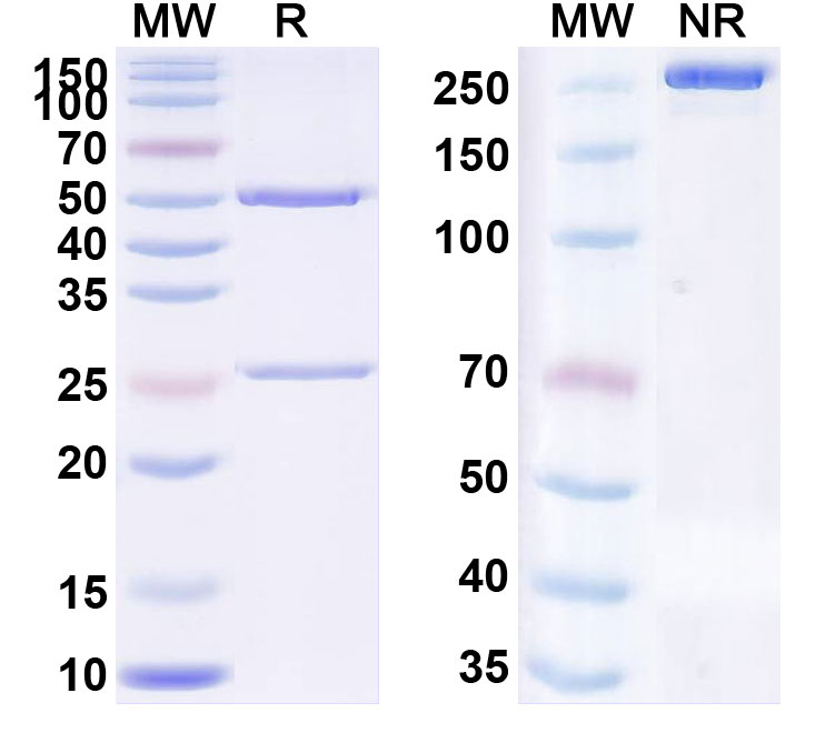 SDS-PAGE for Anti-Human CD283/TLR3 (CNTO5429)