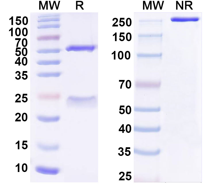 SDS-PAGE for Anti-Human CD2AP Monoclonal Antibody (1A674)