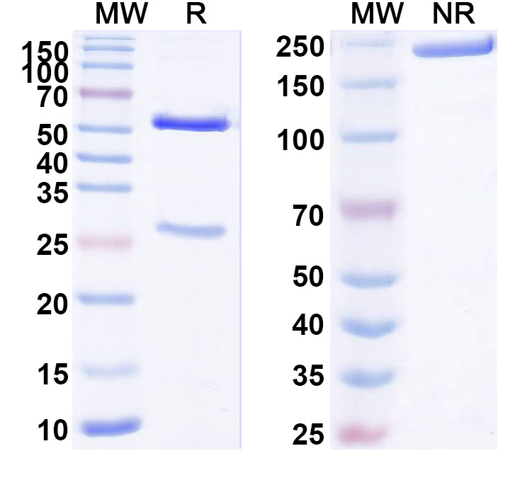 SDS-PAGE for Anti-Human CD300a Monoclonal Antibody (ABS0696)