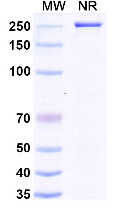 SDS-PAGE for Anti-Human CD305/LAIR1 (NGM438)