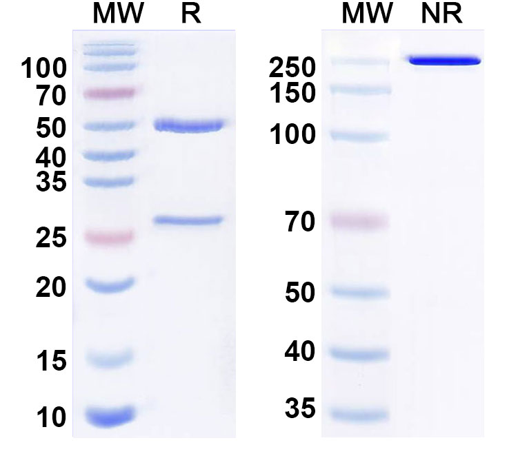 SDS-PAGE for Anti-Human CD309/KDR/VEGFR-2 Monoclonal Antibody (AT001)