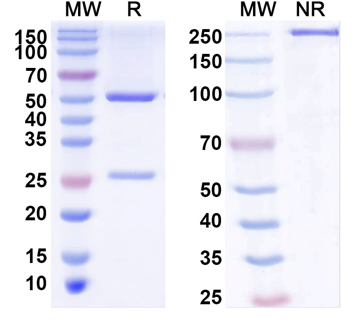 SDS-PAGE for Anti-Human CD31/PECAM1 Monoclonal Monoclonal Antibody (1A168)