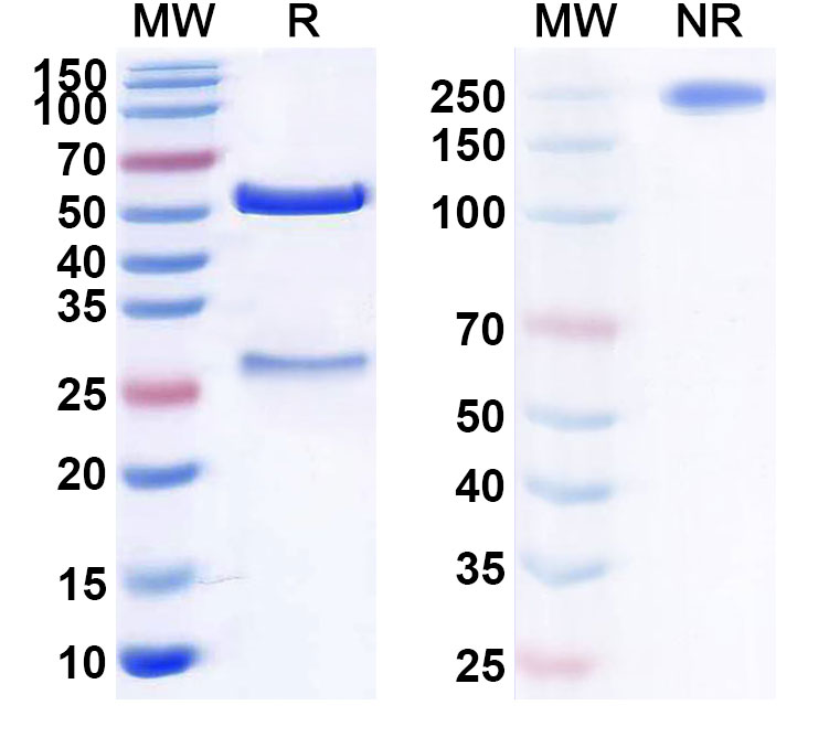 SDS-PAGE for Anti-Human CD317/BST2 (XmAb 5592)