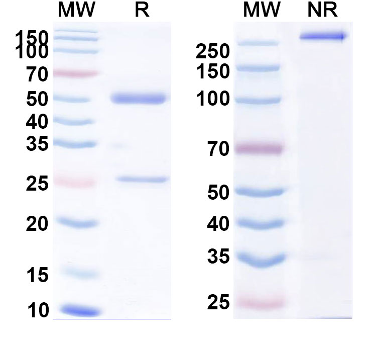 SDS-PAGE for Anti-Human CD318/CDCP1 (25A11)